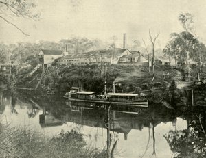 Meat Works, Grafton közelében, Új-Dél-Walesben, 1901. alkotó: Unbekannt