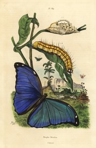 Menelaus kék morpho pillangó, Morpho menelaus, hernyó és báb alkotó: Unbekannt
