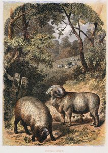 Merinó bárány, c1860 alkotó: Unbekannt