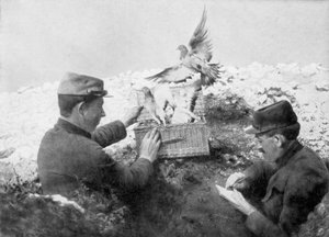 Küldött galambok szabadon bocsátása a fronton, I. világháború, 1915 alkotó: Unbekannt