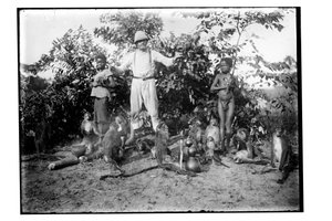 Majmok, 1910 körül (f/w fotó) alkotó: Unbekannt