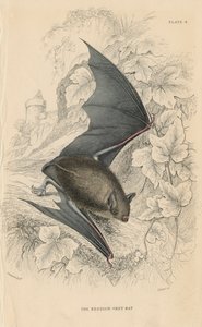 Natterers denevér Myotis nattereri, 1828 alkotó: Unbekannt
