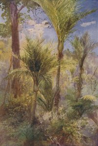 Új-zélandi erdő, 1924 alkotó: Unbekannt
