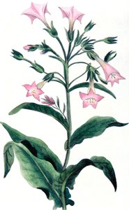 Nicotiana tabacum – dohánynövény, 1823 alkotó: Unbekannt
