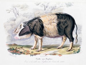 Régi angol sertésfajta, 1842 alkotó: Unbekannt