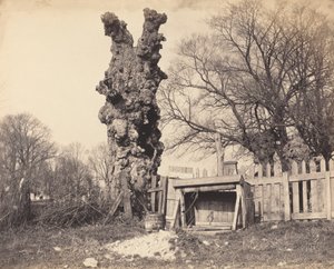 Öreg fa Chatham közelében, 1850-es évek. alkotó: Unbekannt
