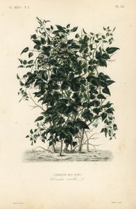 Az öreg szakálla és az utazók öröme, Clematis vitalba, Clematite des haies alkotó: Unbekannt