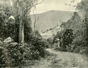 Az Illawarra úton, N.S.W., 1901. alkotó: Unbekannt