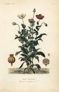 Ópium mák, Poppy somniferum, Pavot somnifere alkotó: Unbekannt