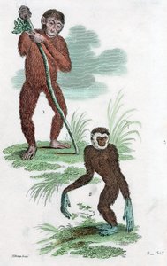 Adósok és Gibbon, 1822 alkotó: Unbekannt
