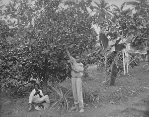 Narancsszedés Jamaicán, 19. század alkotó: Unbekannt