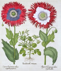 Díszmák, 1613 alkotó: Unbekannt
