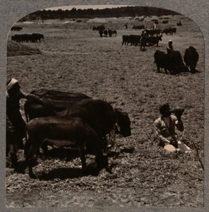 Kukoricát taposó ökrök, c1900 alkotó: Unbekannt