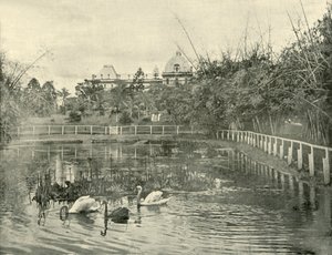 Papyrus Pond, Brisbane Botanical Gardens, 1901. alkotó: Unbekannt