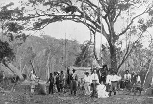 Paraguayi teagyűjtés, Paraguay, 1911 alkotó: Unbekannt