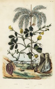 Földimogyoró vagy földimogyoró növény, Arachis hypogaea 1, areca diópálma, Areca catechu 2 és kéthéjú kagyló Arca semi-torta, Trisidos semitorta 3 alkotó: Unbekannt
