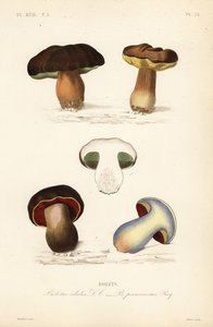 Penny zsemle vagy vargánya gomba, edénygomba és a lurid gomba, Suillellus luridus, Boletus pernicious alkotó: Unbekannt