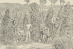 Paprikaültetvény, 1924 alkotó: Unbekannt