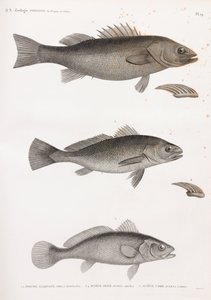 Perche Allongee; Science Aigle & Science Corp alkotó: Unbekannt