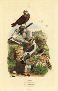 Galamb Columba livia fajták: nyakkendő, kapucinus nonain, pávaremegő alkotó: Unbekannt