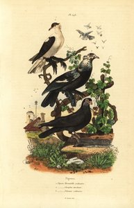 Galambfajták, Columba livia: fecske, gurgulázó dob, rúd alkotó: Unbekannt
