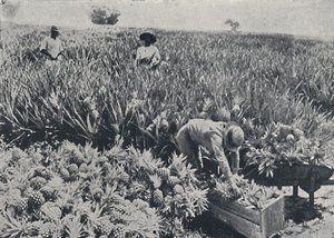 Pine-Apple Field, Queensland, 1923. alkotó: Unbekannt