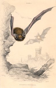 Pipistrelle denevér Pipistrellus pipistrellus, 1828 alkotó: Unbekannt