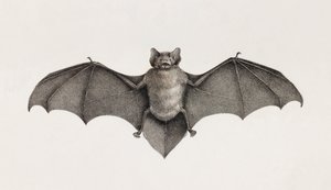 Pipistrelle denevér, denevérek Egyiptomban alkotó: Unbekannt