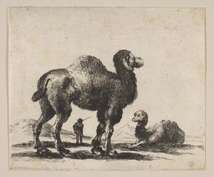 17. tábla: tevék, Különféle állatokból Diversi animali, 1641 után. alkotó: Unbekannt