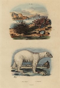 Jegesmedve, jegesmedve 1, sebezhető, ehető tengeri sün, Echinus esculentus 2 és vörös ceruzasün, Heterocentrotus mammillatus 3 alkotó: Unbekannt
