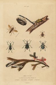 Polistes gallicus, papírdarázs és fészek, kék zsizsik, Eupholus schoenherri, gyökérzsizsik, Diaprepes abbreviatus, Polycera tengeri csigák, Ancula gibbosa, Atlanti ancula, hínáron alkotó: Unbekannt
