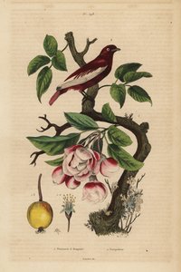 Pompadour cotinga, Xipholena punicea, almafán, Malus pumila, gyümölcs, virág Pompadour és almafa csokrokkal alkotó: Unbekannt