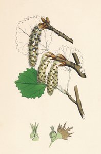 Populus tremula. Aspen, 19. század alkotó: Unbekannt