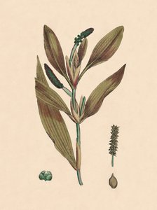 Potamogeton rufescens. Vöröses tavacskafű, 19. század alkotó: Unbekannt