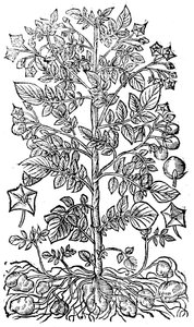 Burgonya, 1640 alkotó: Unbekannt