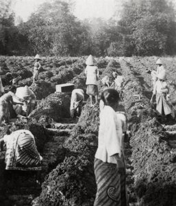 Öntözőcsatornák előkészítése egy cukorültetvényen, Jáva, Holland Kelet-India, 1927 alkotó: Unbekannt