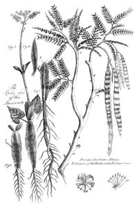 Prosopis Aculeata, 1799 alkotó: Unbekannt