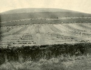 Reaper and Binder Competition, Mount Blowhard, Ballarat közelében, 1901. alkotó: Unbekannt