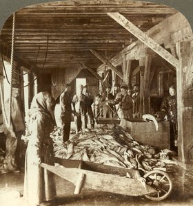 Hal fogadása tengeri hajókról és csomagolás exportra - halraktár, Aalesund, Norvégia, c1905. alkotó: Unbekannt