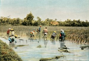 Rizsszüret, 1900. alkotó: Unbekannt