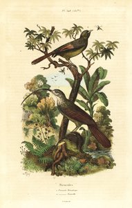 Vöröscsőrű kaszacsőrű, Campylorhamphus trochilirostris és olajfa erdei kúszónövény, Sittasomus griseicapillus alkotó: Unbekannt