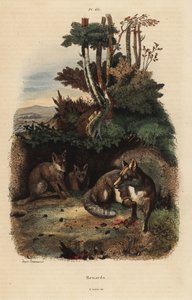 Vörös rókák, Vulpes vulpes, barlangon kívül alkotó: Unbekannt