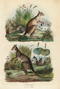 Vörös kenguru, Macropus rufus 1, keleti szürke kenguru, Macropus giganteus 2 és szürkületi falvak, Thylogale brunii 3 alkotó: Unbekannt