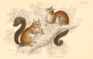 Vörös mókus Sciurus vulgaris, fán élő rágcsáló, amely Európában és Ázsiában őshonos, 1828 alkotó: Unbekannt