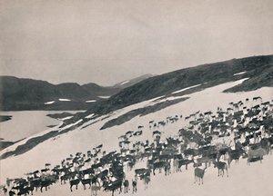 Rénszarvas a hegyekben, 1914. alkotó: Unbekannt