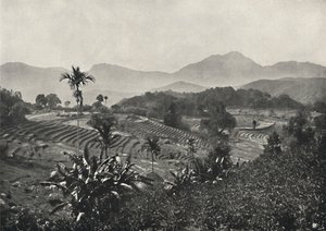 Teraszos rizsföldek, 1926 alkotó: Unbekannt