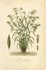 Rescuegrass, vagy Schrader-féle bromegrass, Bromus catharticus, Bromus schraderi, Brome de Schrader alkotó: Unbekannt