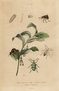 Rhigus, Platyoma és Cyphus zsizsik, sörtéjű százlábú, Polyxenus lagers és Salamon királypecsét, Polygonatum odoratum alkotó: Unbekannt