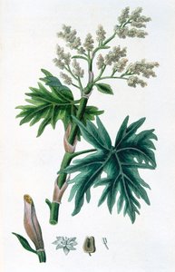 Rebarbara, 1823 alkotó: Unbekannt