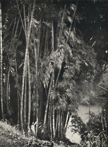 Riesenbambus Dendrocalamus giganteus Peradeniya bei Kandyban, 1926 alkotó: Unbekannt